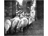 Flocks pass `under the hands of him who counts them` (Jeremiah xxxiii, 13). This is the way of counting sheep. An early photograph.